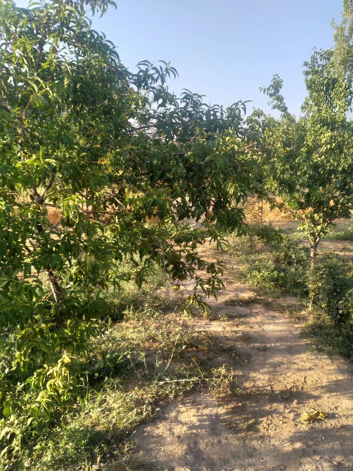زمین کشاورزی ( بیشه زار )
