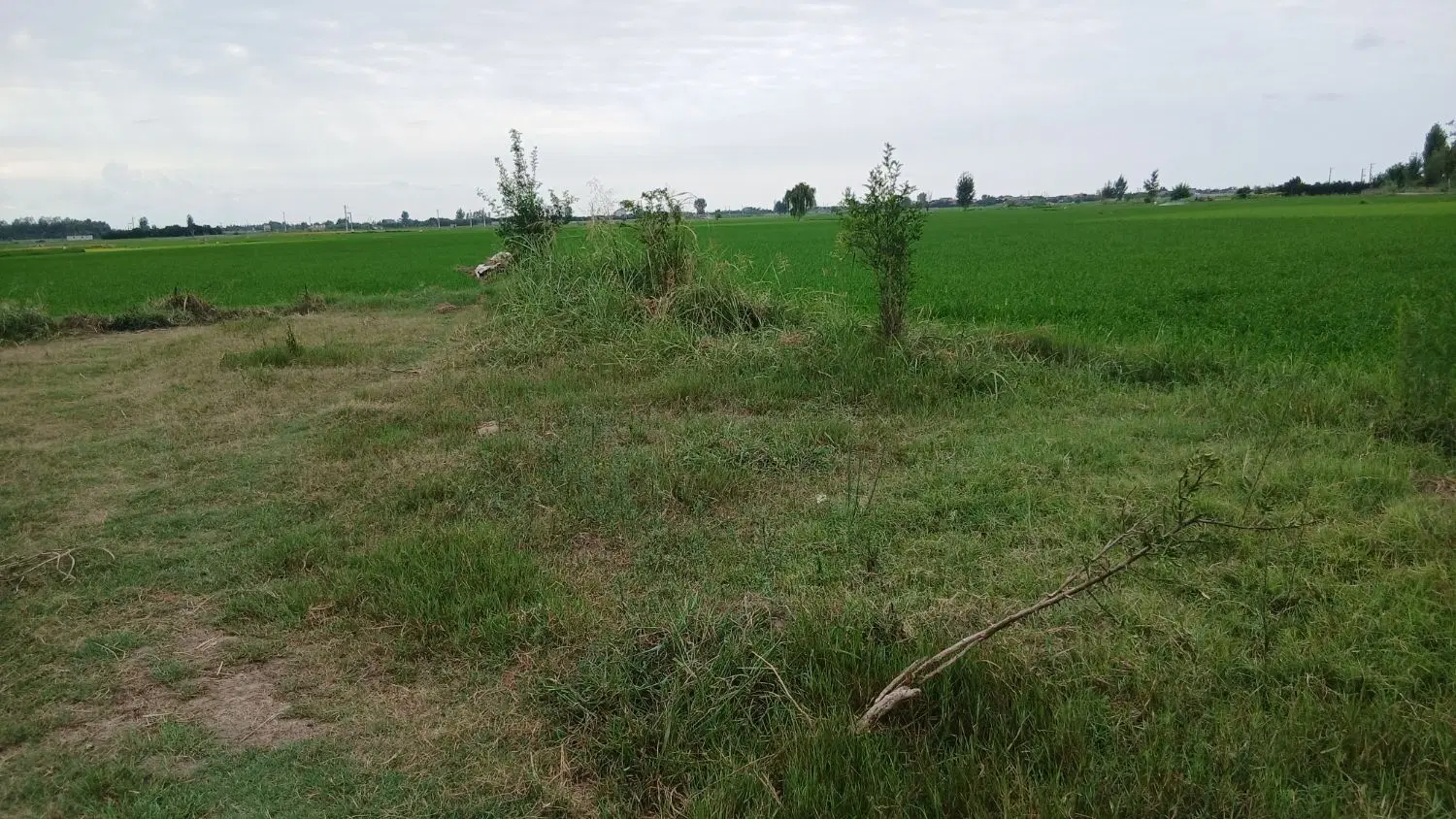 زمین باغی ، کشاورزی