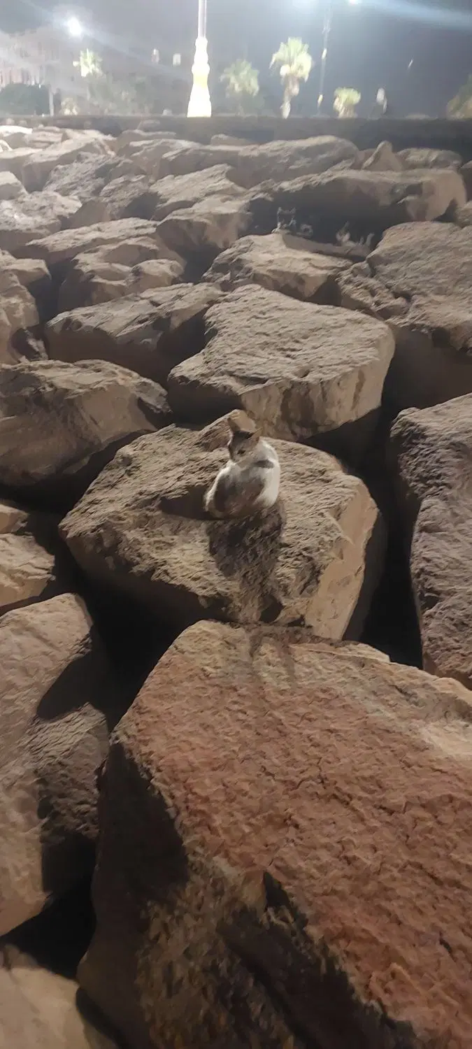 زمین ۳۶۵متر ی  تنگک دوم