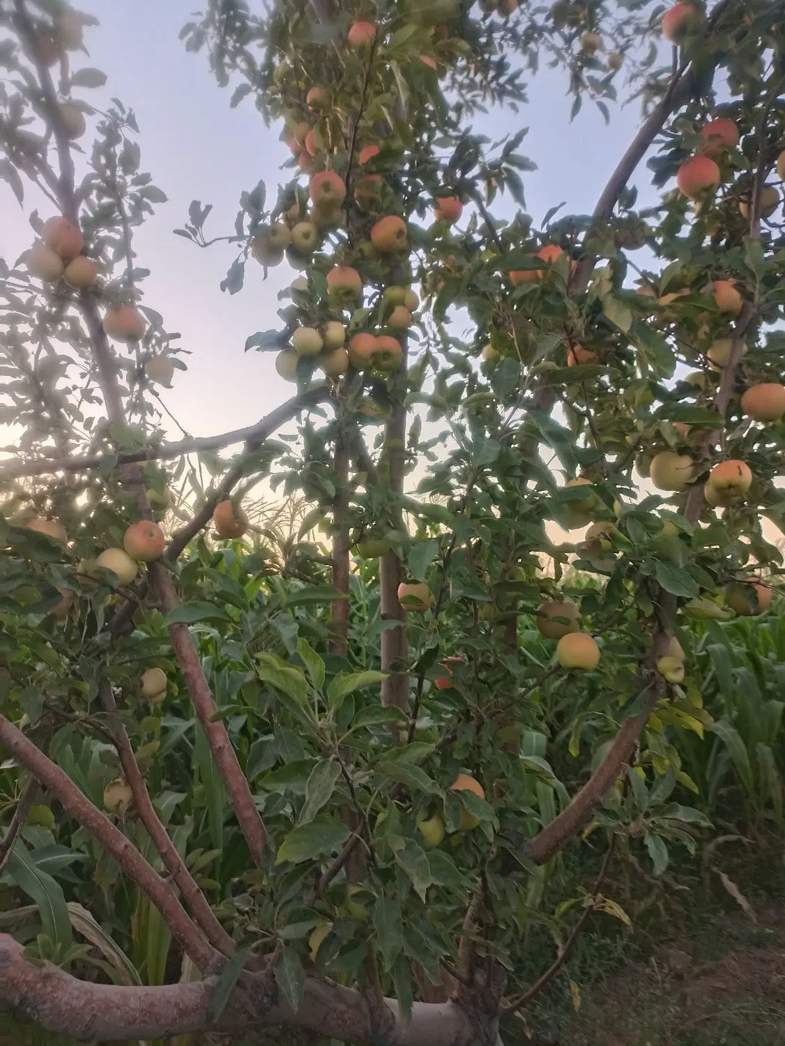 زمین باغی نزدیک به زنجان