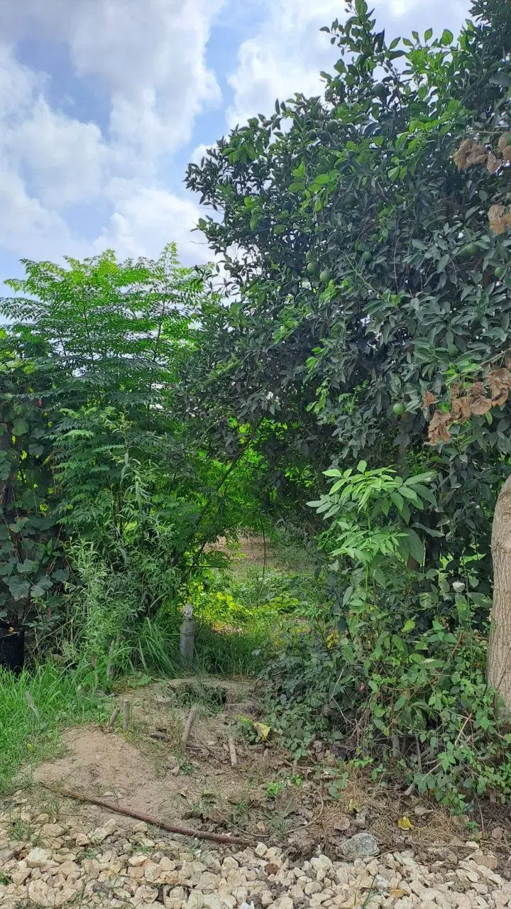 فروش زمین باغی