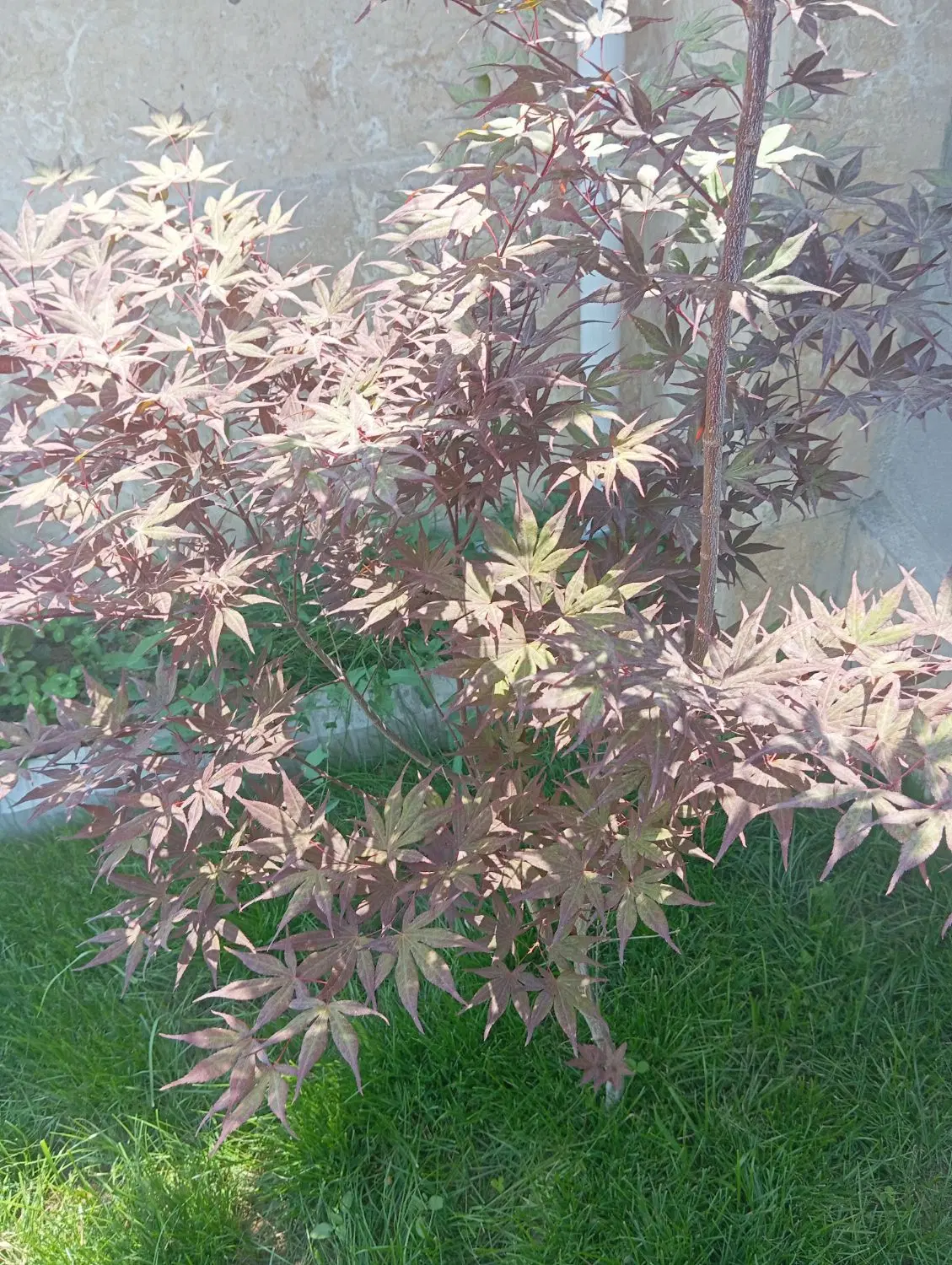 باغ آده بزرگ