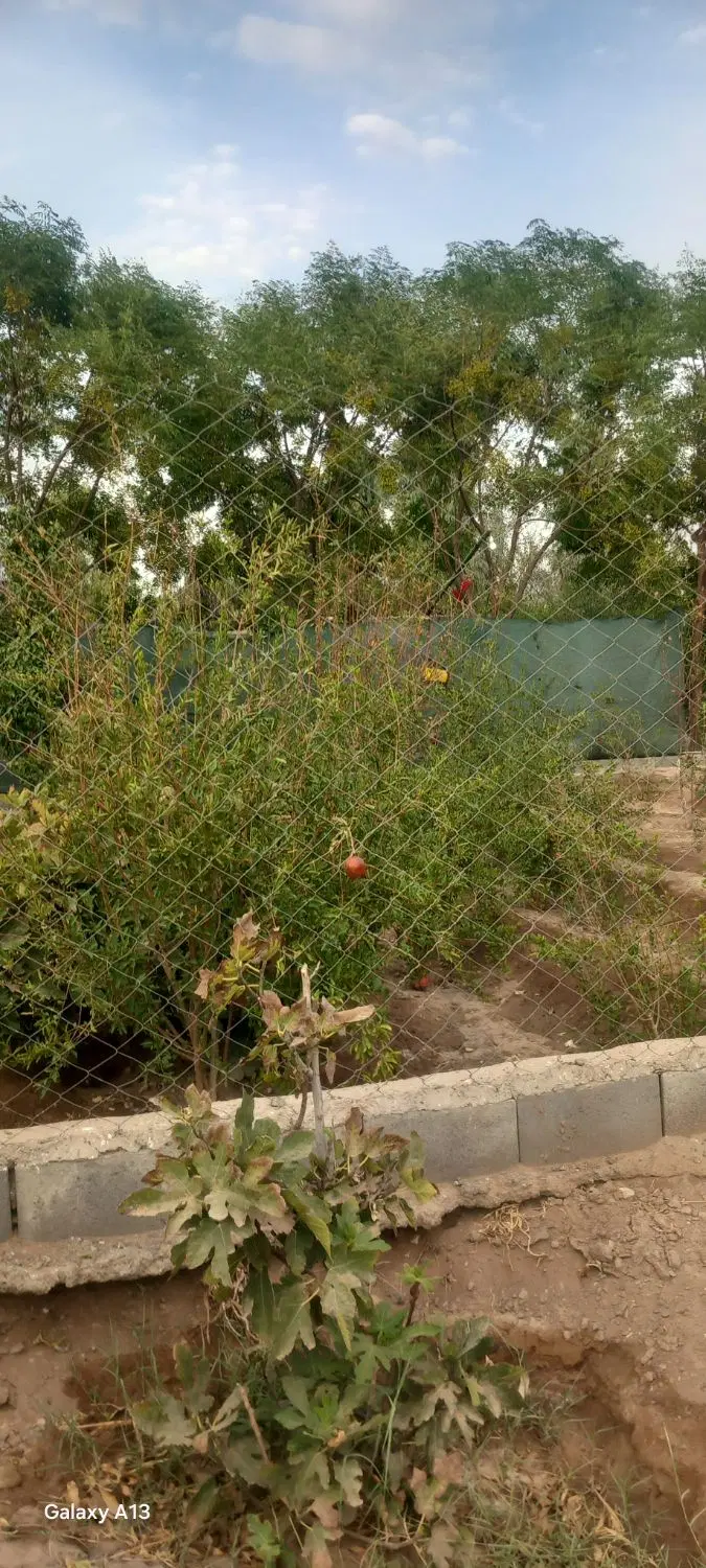 باغچه فروشی نزدیکی لنگرود