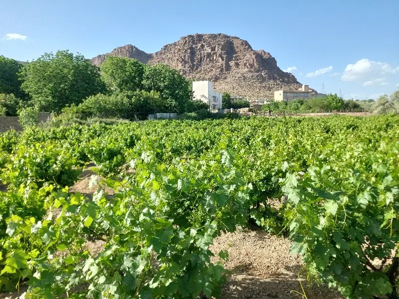 باغ انگور