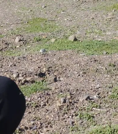 زمین نخلستان 300متر 100متر پروانه ساخت