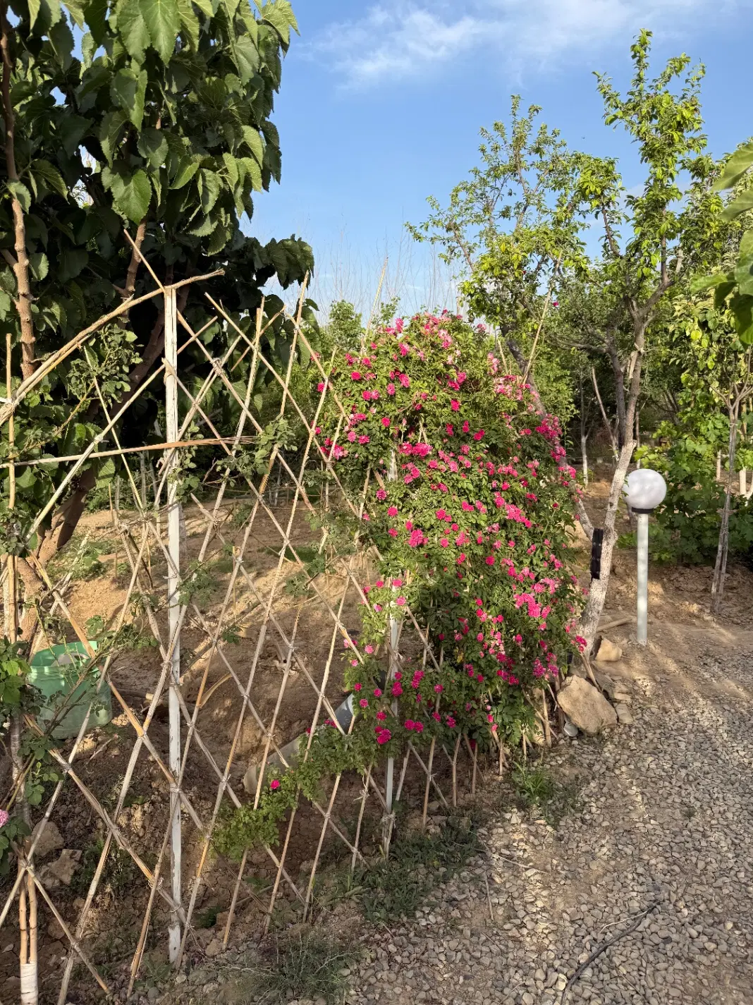 زمین باغی