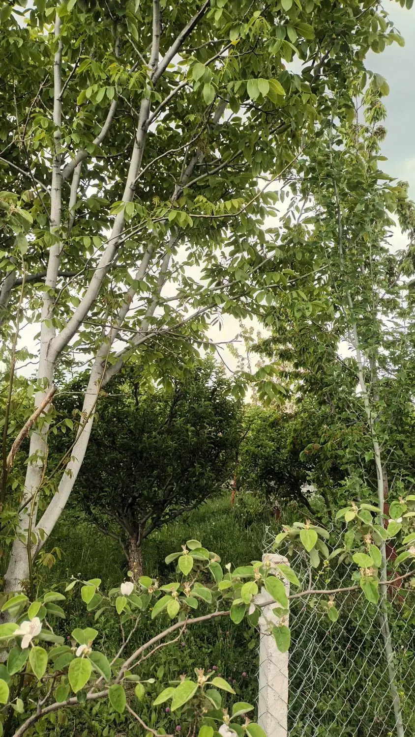 باسلام باغ درجاده سلماس روستای تازه کند قشلاق