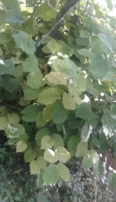 فروش زمین مسکونی در هادیشهر