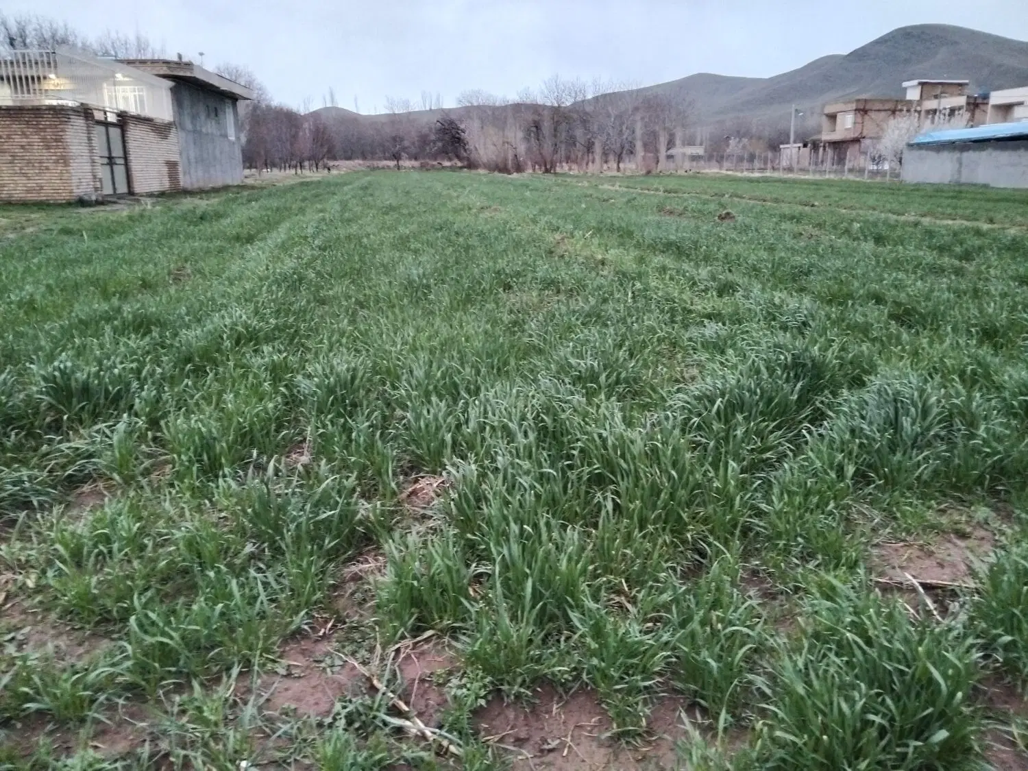 زمین مسکونی اماده ساخت در روستای فش