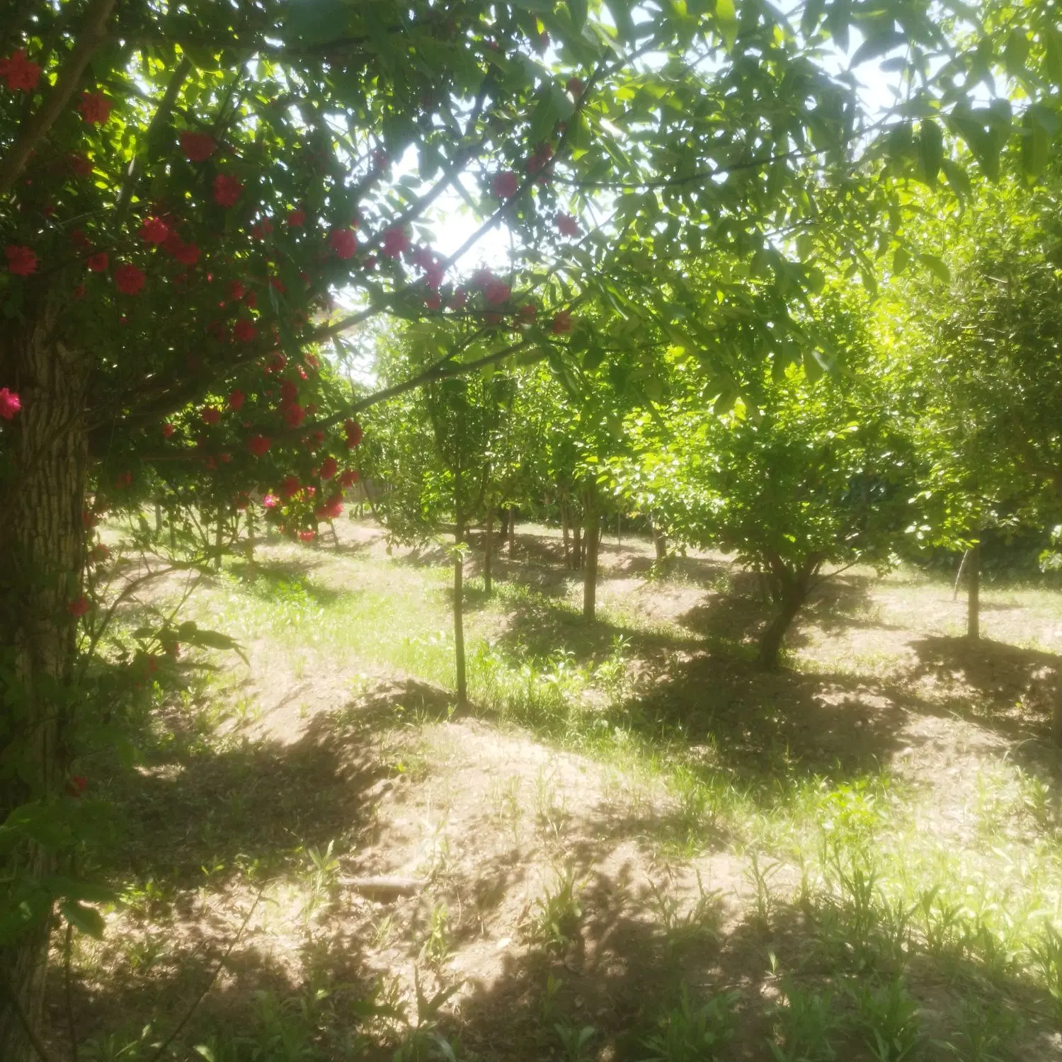 زمین برای باغ ویلا
