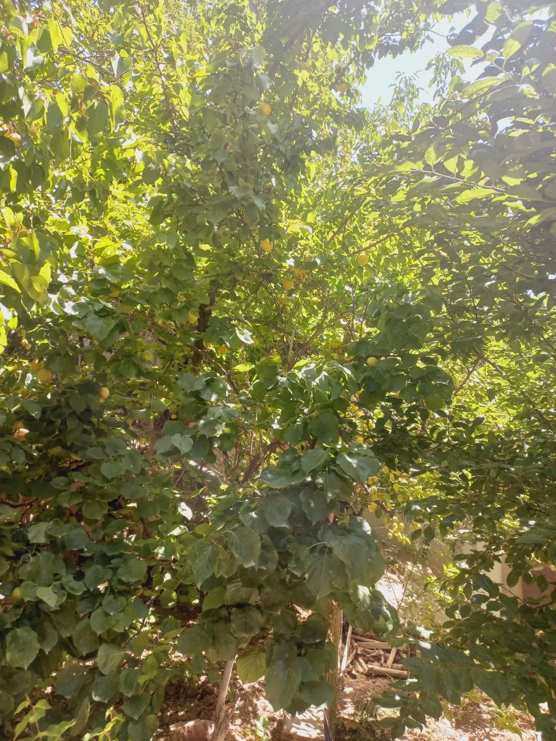 باغ ۴ دیواری