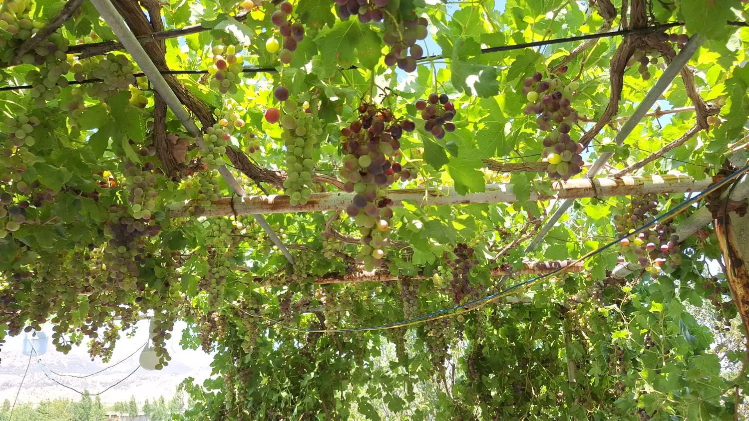 زمین کشاورزی