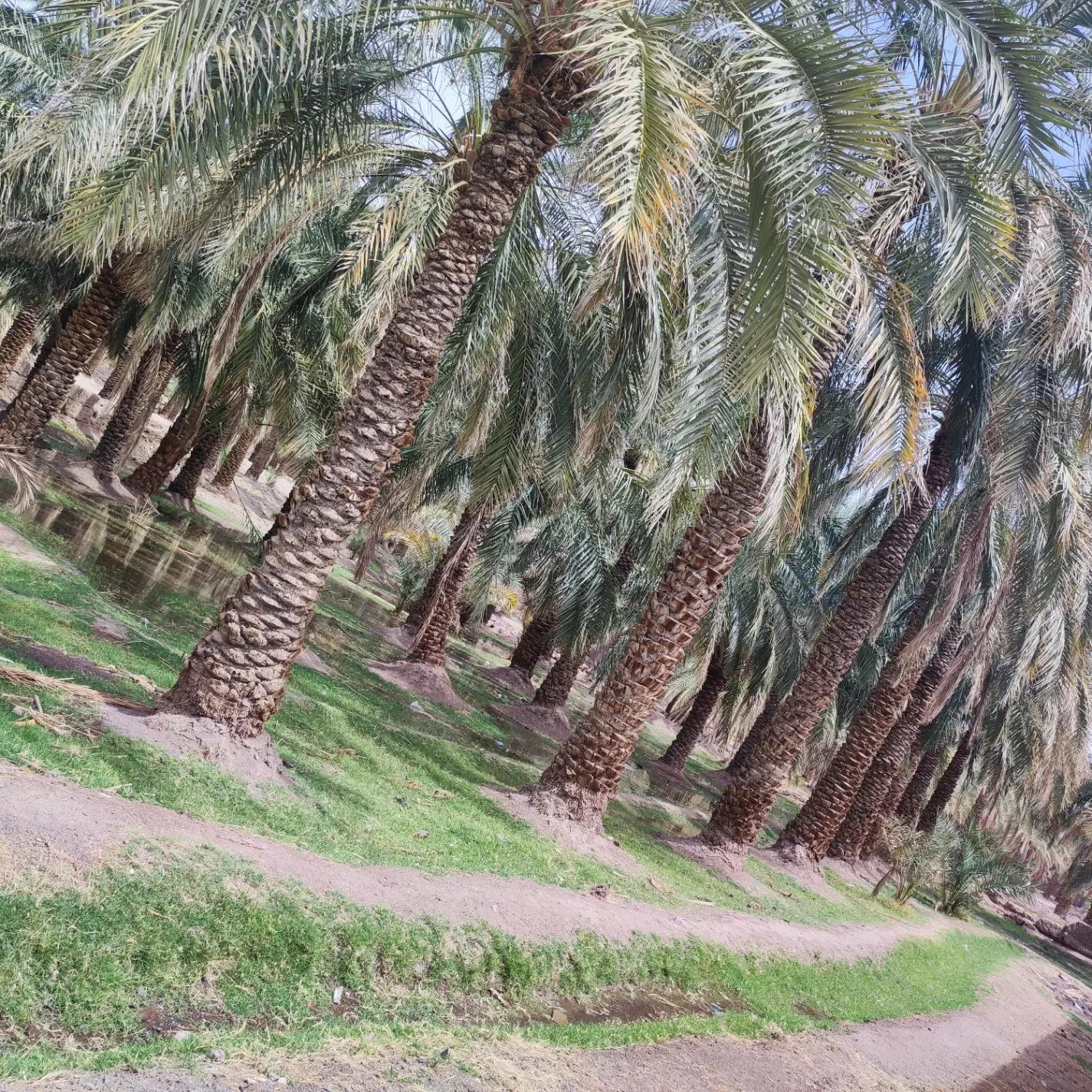 فروش باغ