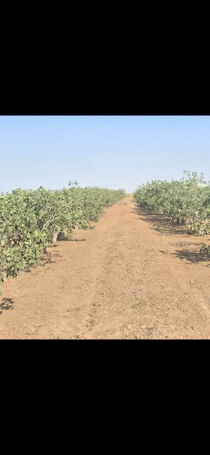 فروش باغ پسته