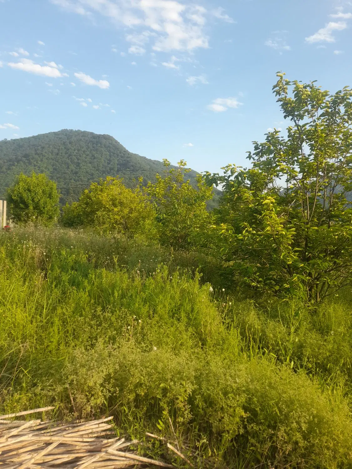 فروش باغ میوه