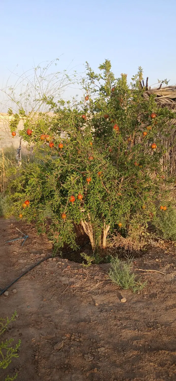 خانه باغ کمال اباد نجف شهر قدیم