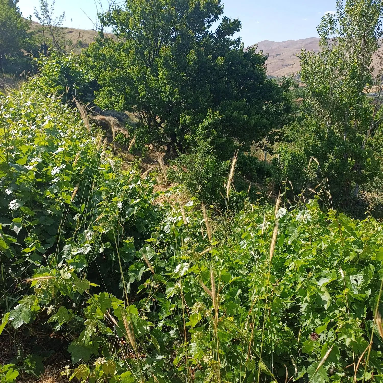 باغ ۵۰۰۰ متری با خانه ۸۰ متری