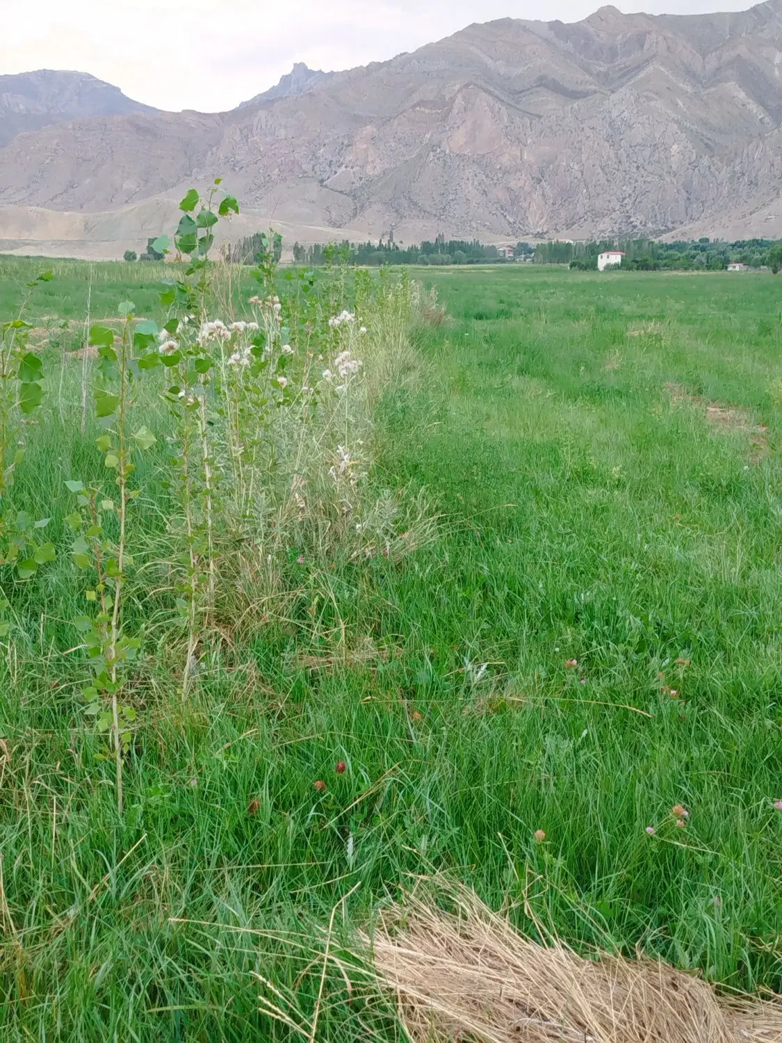 زمین کشاورزی مناسب برای احداث باغ در گجوت