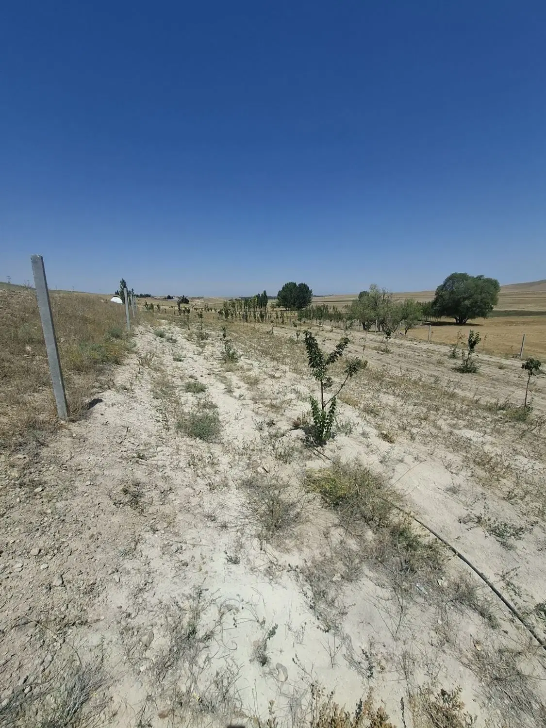 1500متر باغ روستای اسکی شهر