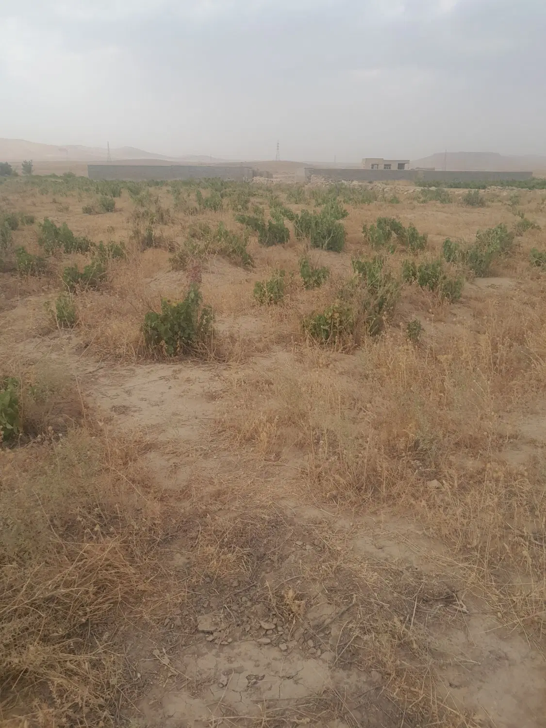 باغ انگور