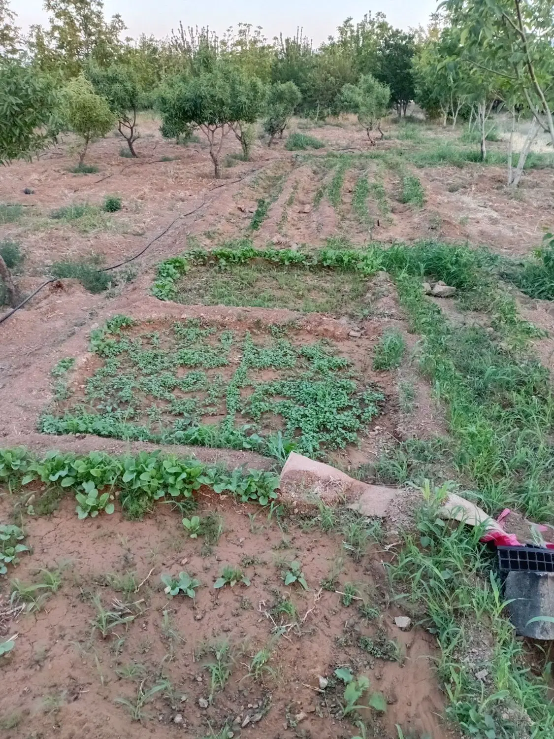 زمین کشاورزی