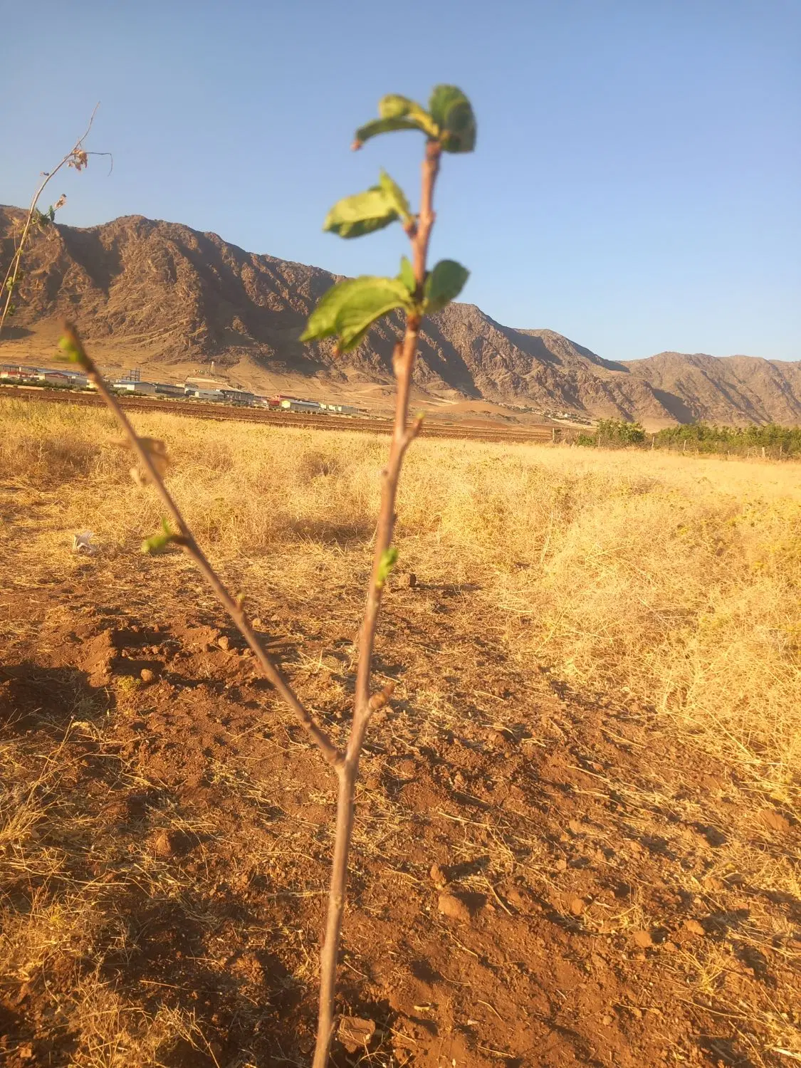 زمین باغی