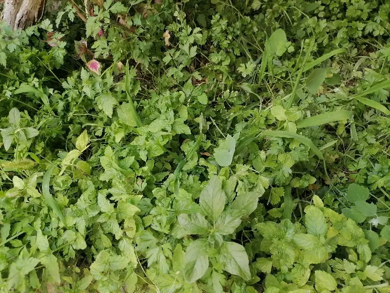 زمین واقع در گلی آسکار