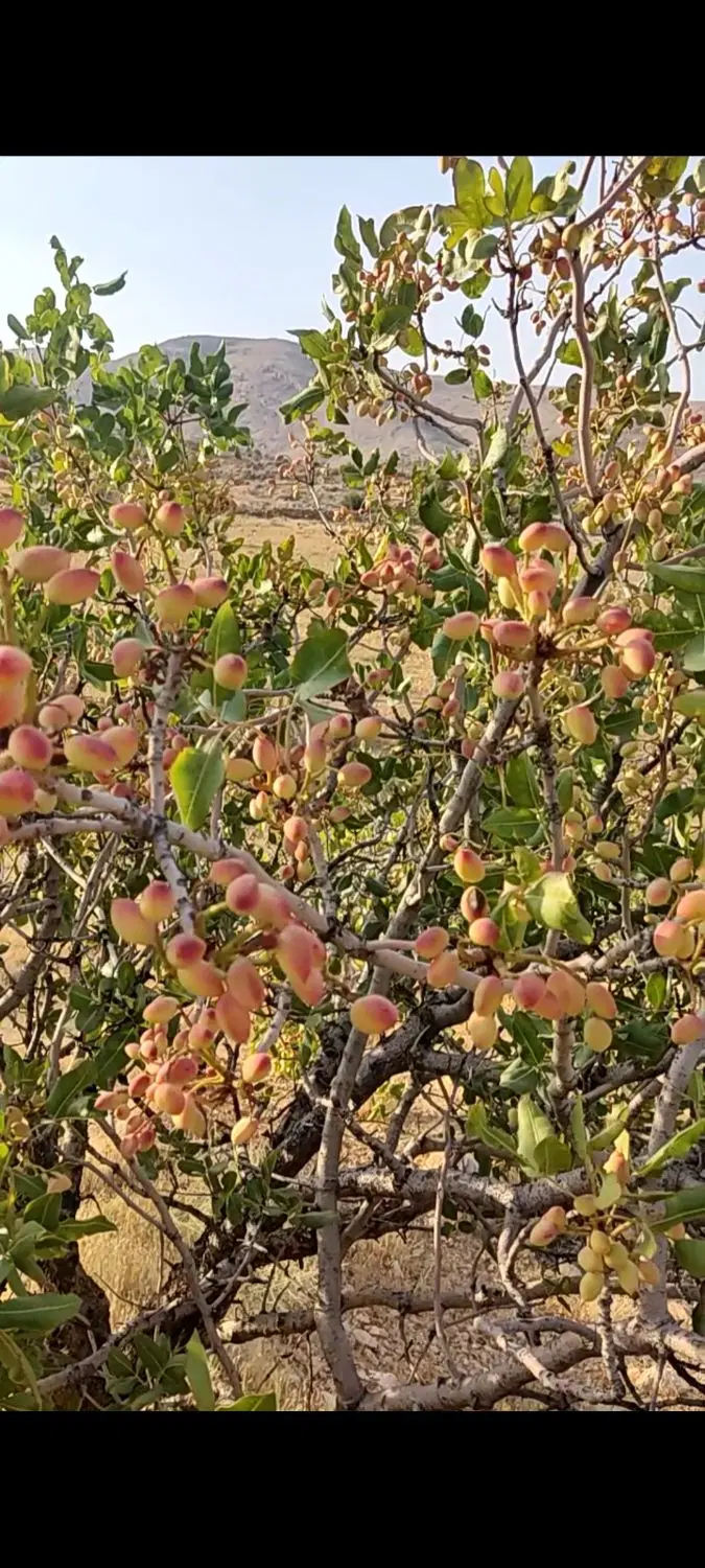 فروش باغ انجیر