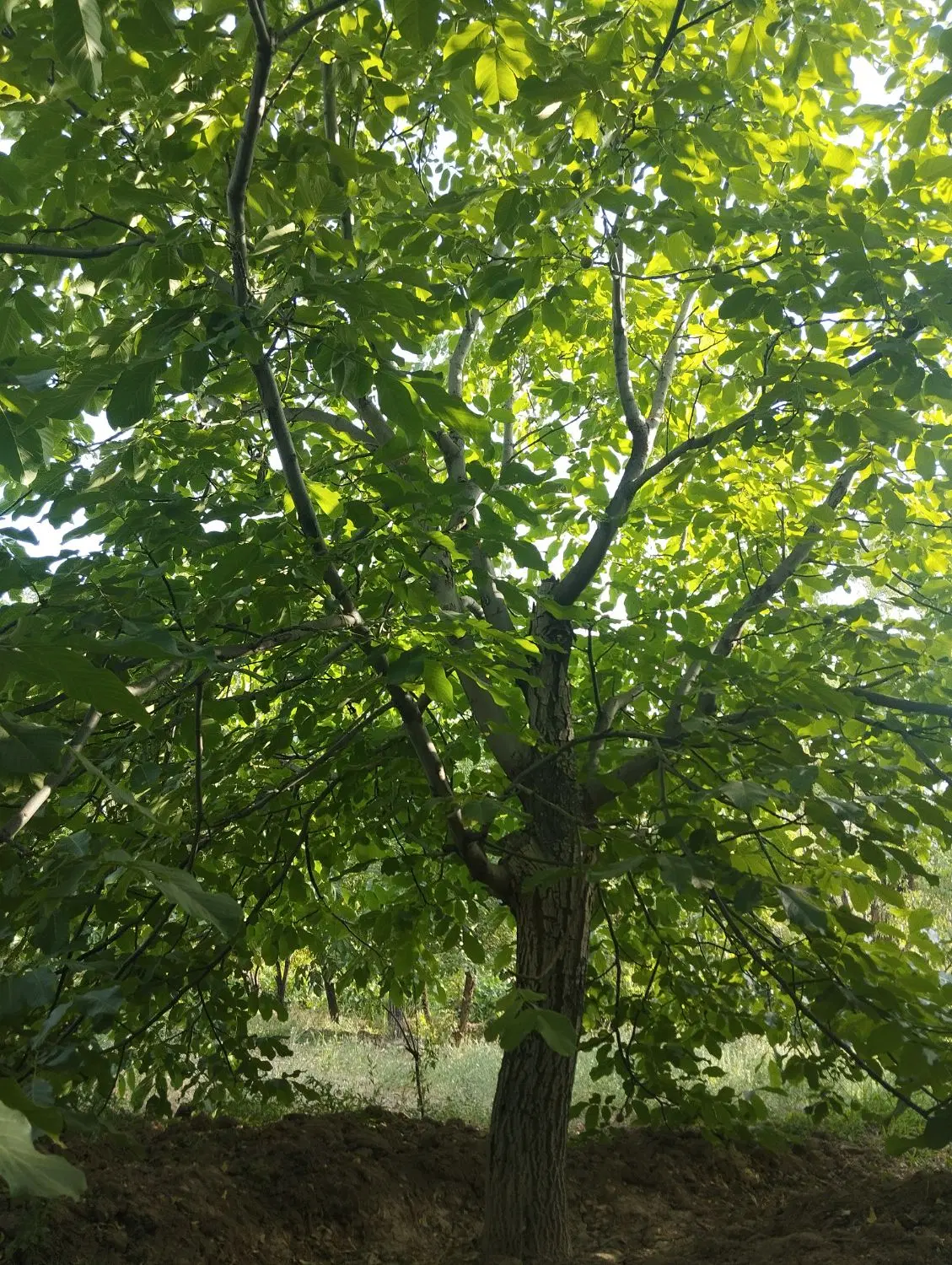 باغ در غرق آباد