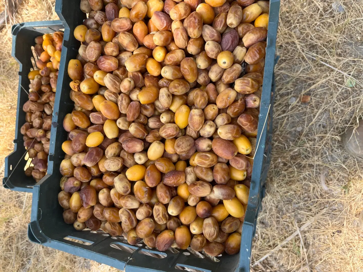 باغ قصب
