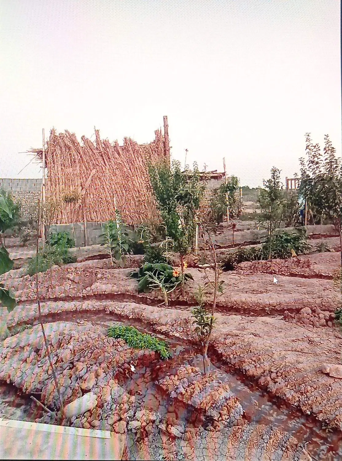 باغ در قرچک روستای گل تپه کبیر