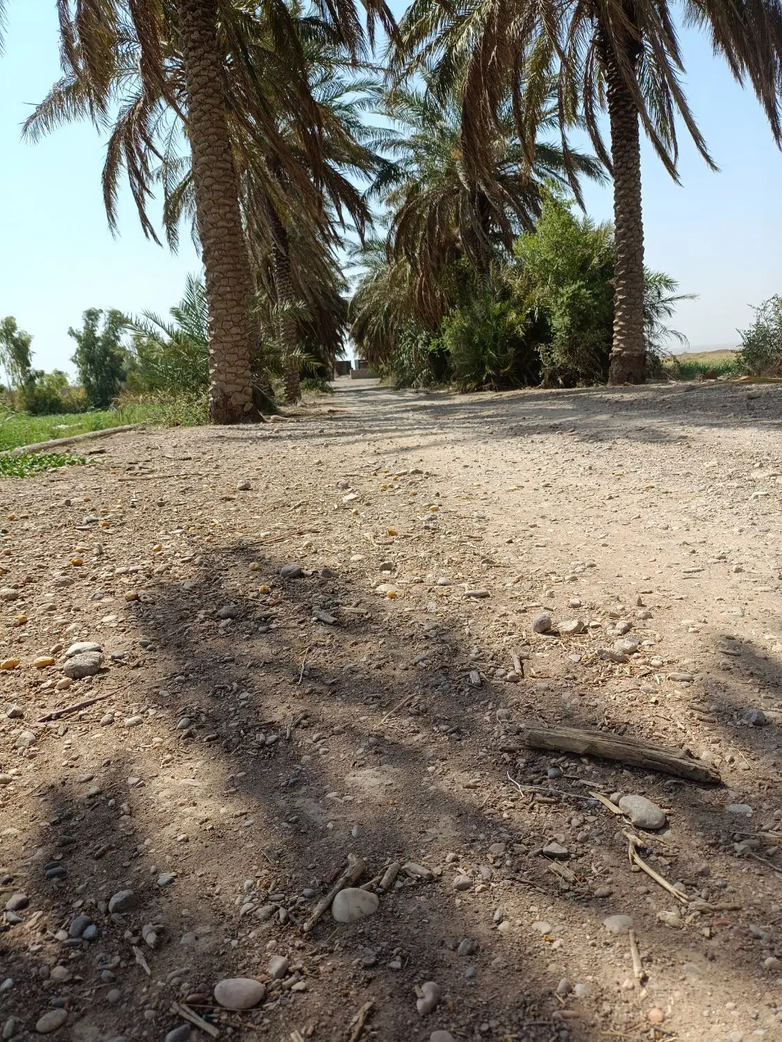زمین مسکونی