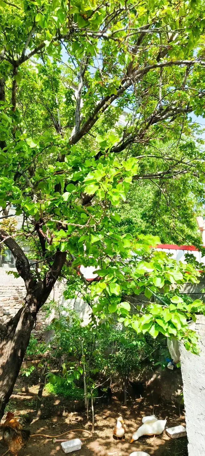 خونه ویلایی 200متری