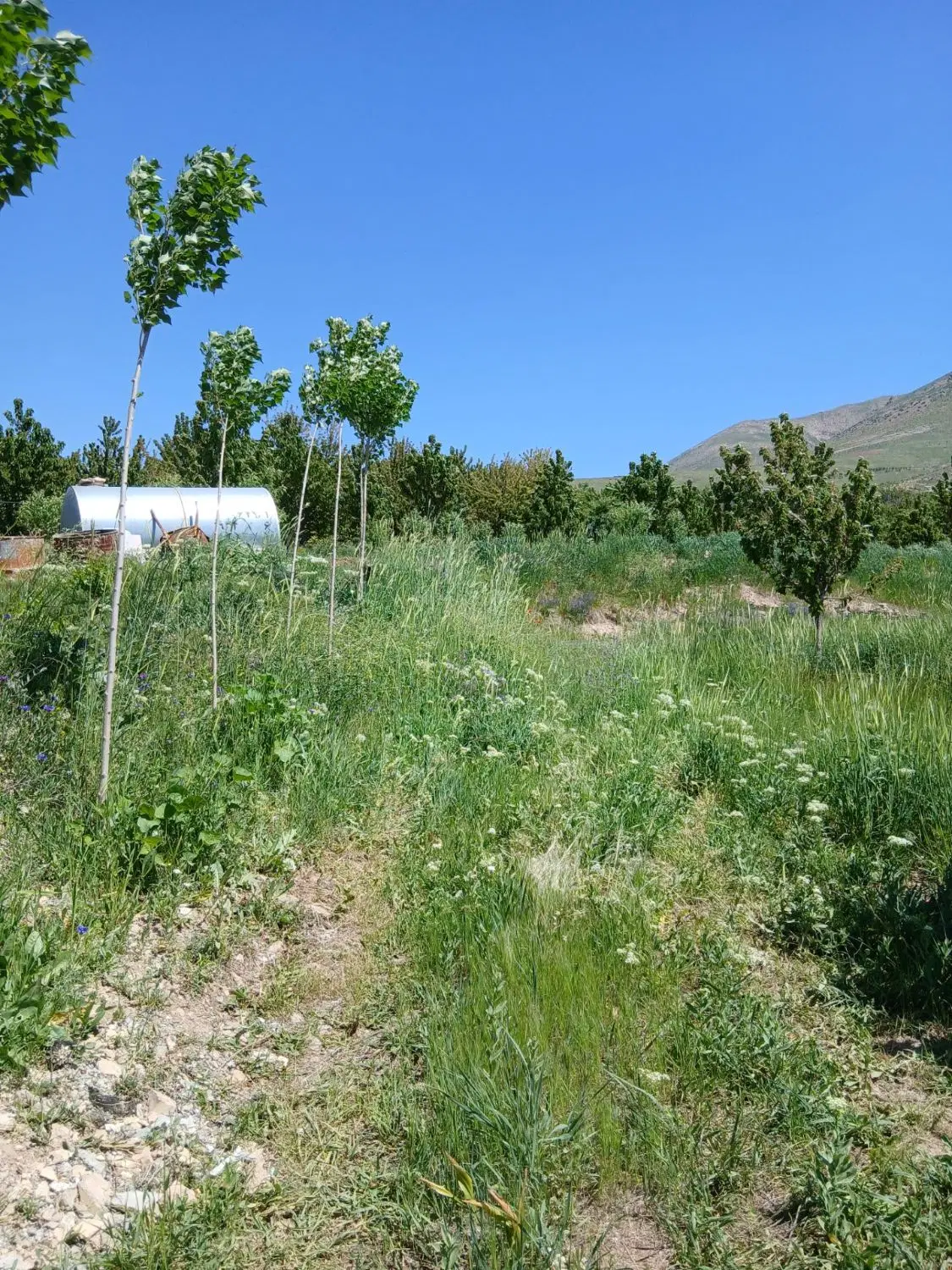 زمین کشاورزی هشت هزار متر