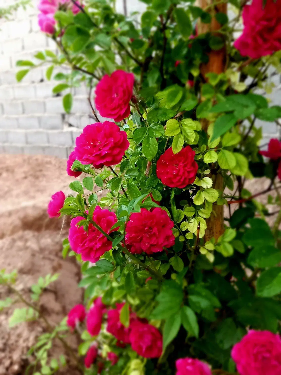 باغ‌باغچه‌۱۶۲متری