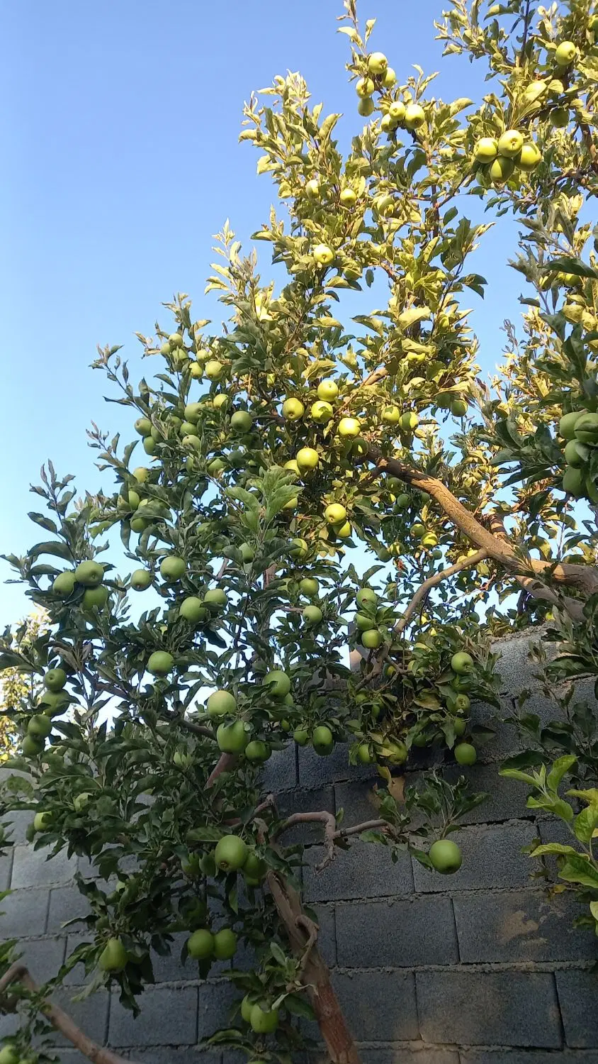 باغچه