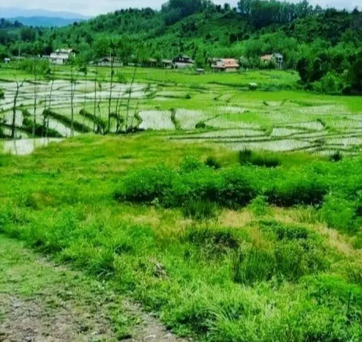 شالیزار سنتی