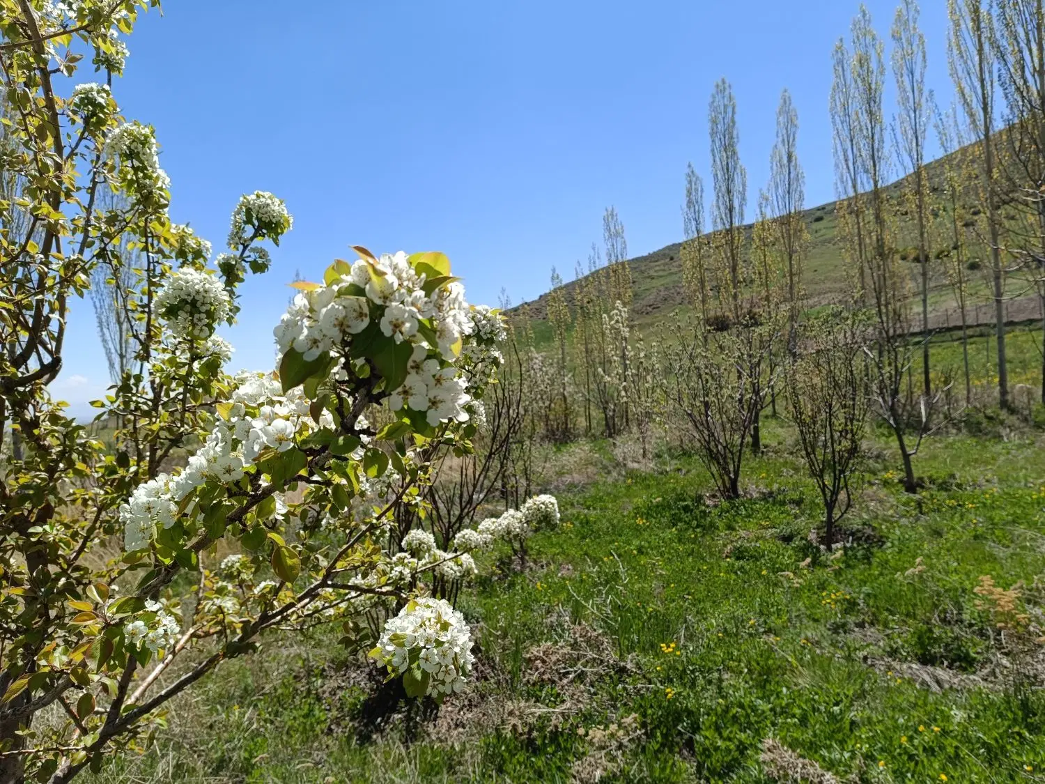 فروش باغ با چشمه ی دائمی