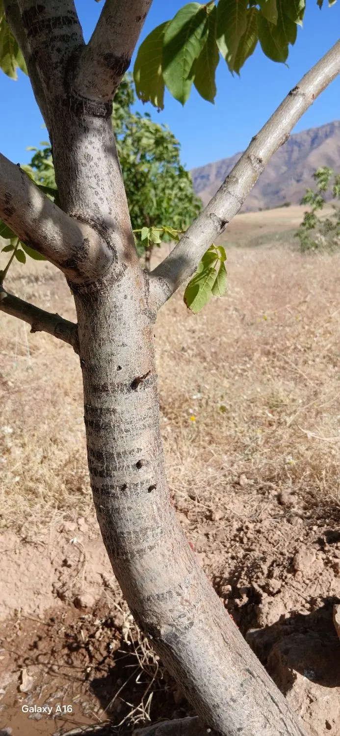 زمین مسکونی چمگلک