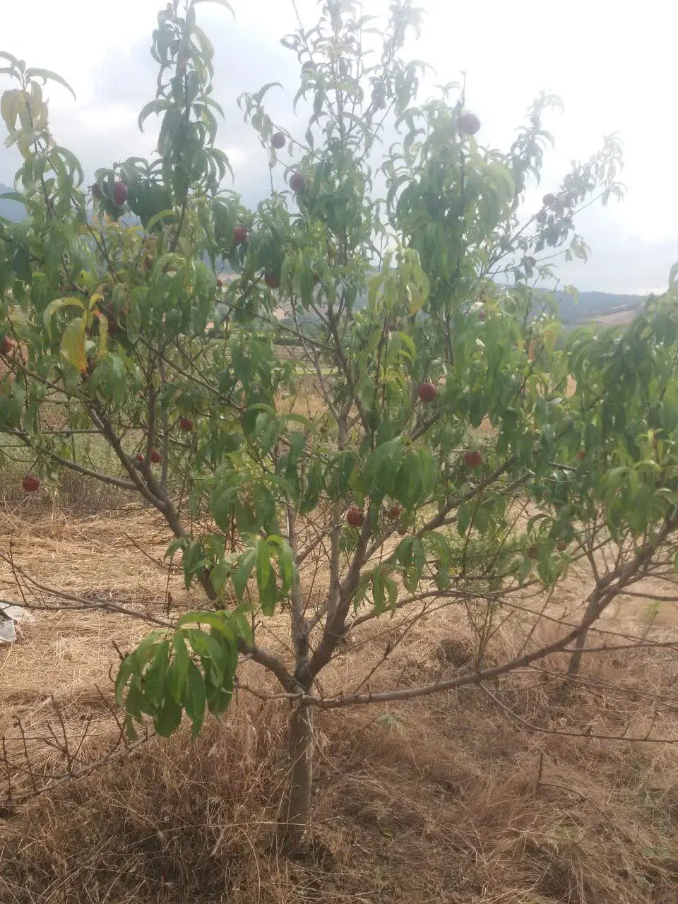 زمین باغی‌نومل