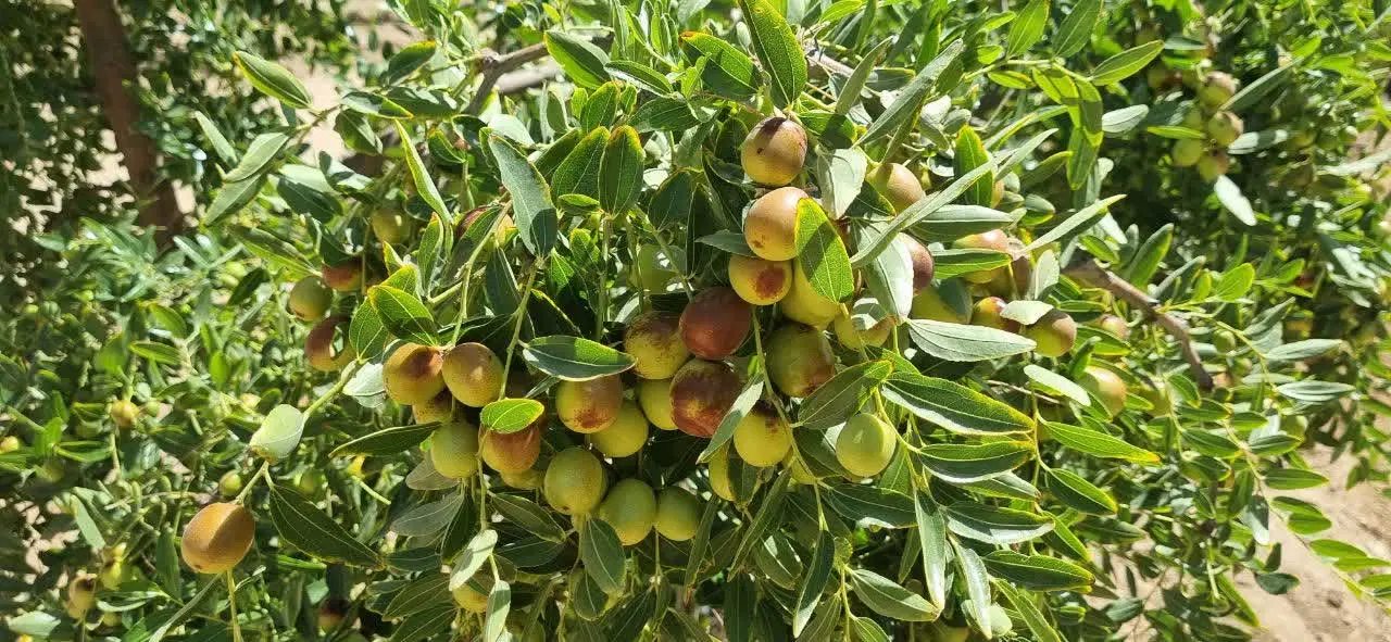 باغ