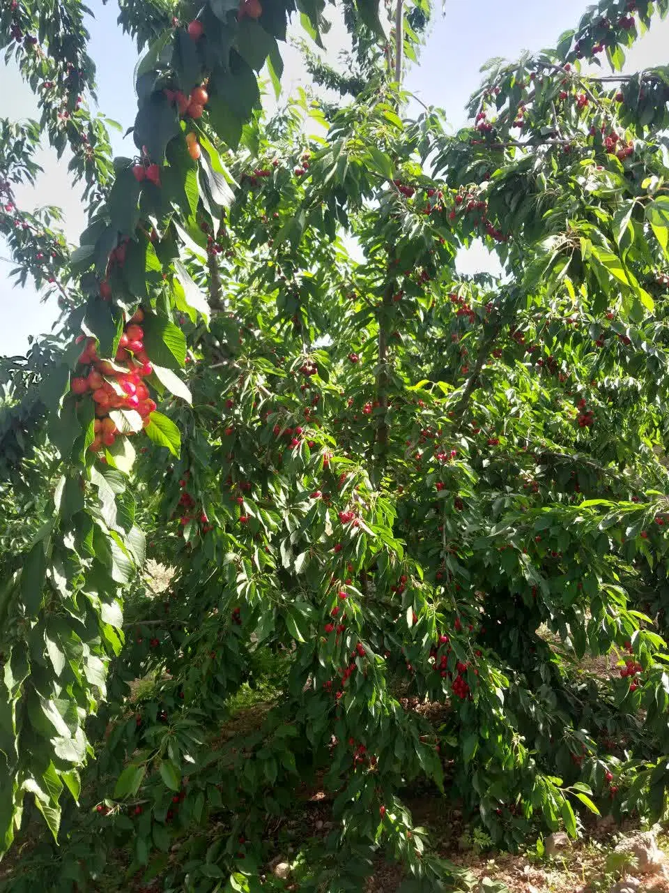باغ میوه 1300متری