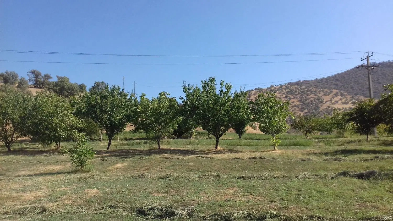 فروش باغ گردو در روستای گماره لنگ