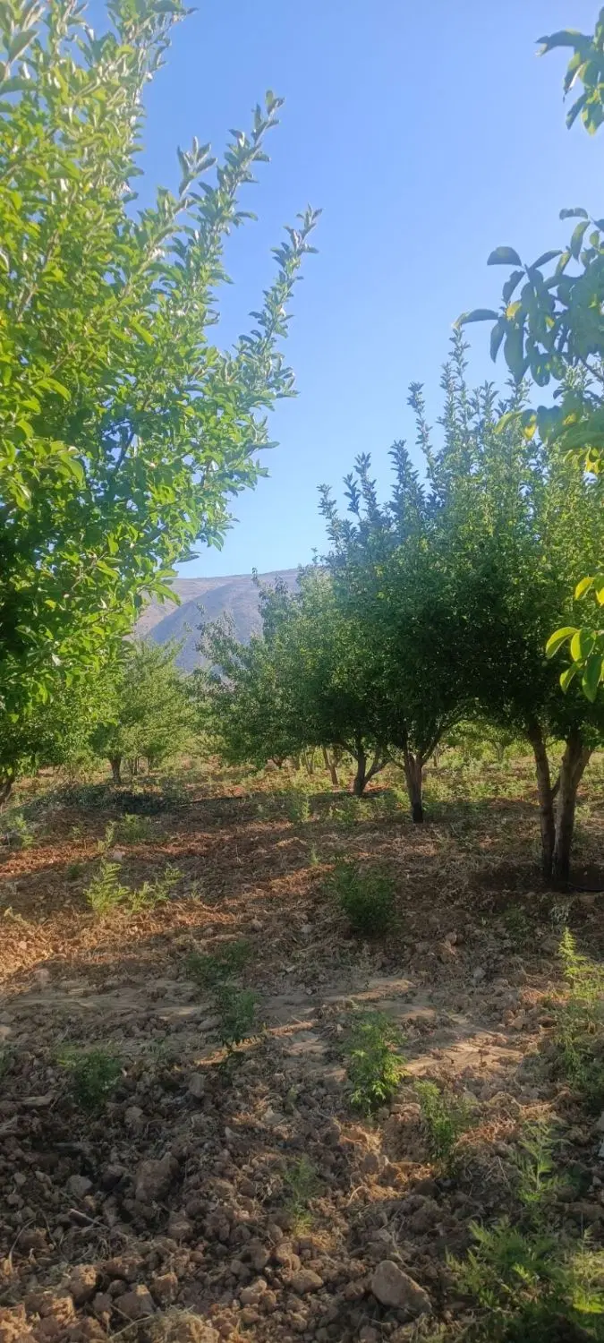 باغچه ۱۵۰۰ متری. چهل چشمه بنرود