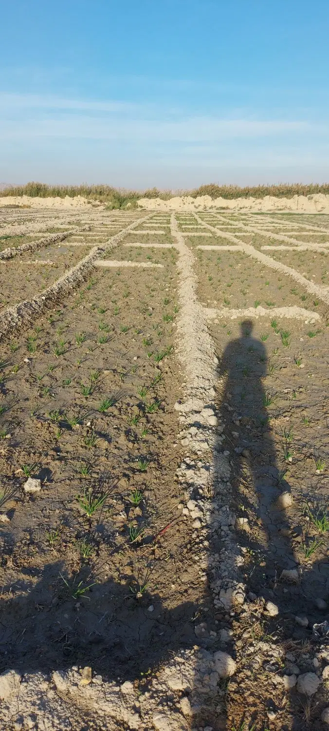 زمین برای باغ و خونه باغ باصدی