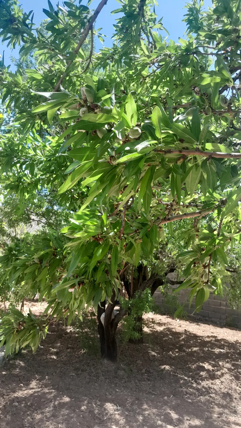 فروش باغ