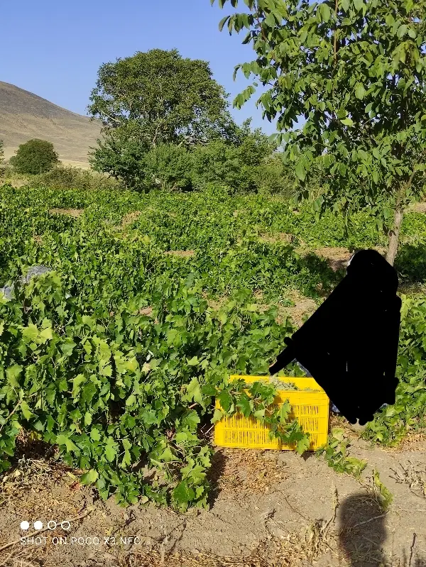 باغ انگوری جنس، ثمربده روستای ورچق
