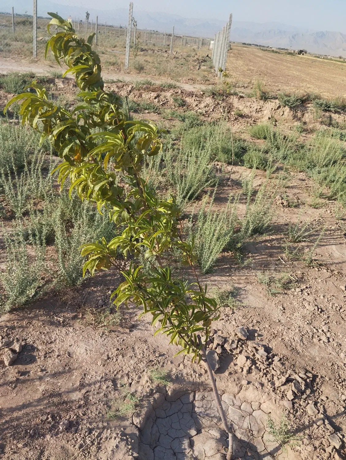 باغچه