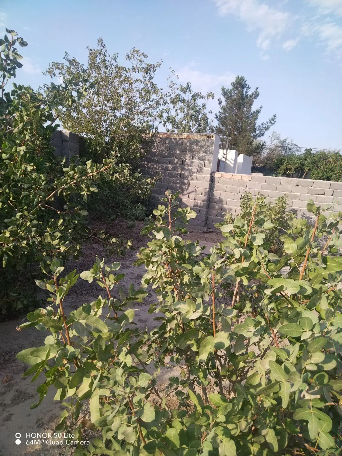 باغ پسته دو طرف دیوار 13ساله