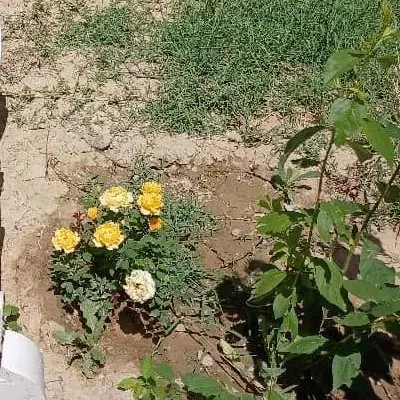 خانه ویلایی کوی بهشتی سنددار مدارک کامل